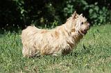 NORWICH TERRIER 095